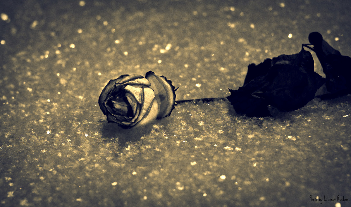 роза на снегу - Rosto666 Исламов