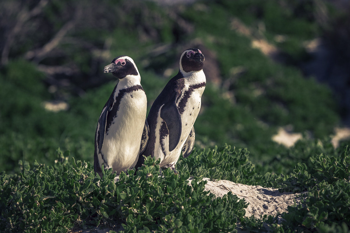 Африканские пингвины - Надежда Ситникова