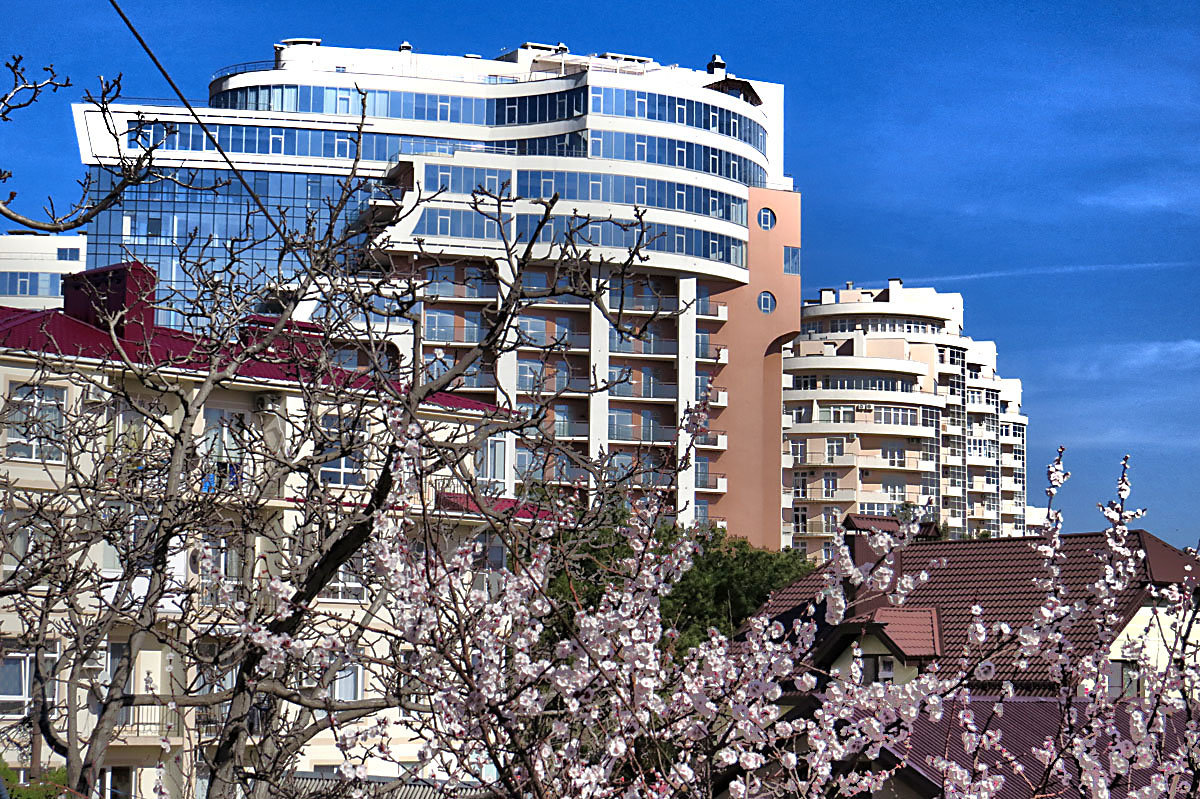 Городской пейзаж на фоне цветущего абрикоса - Валерий Дворников