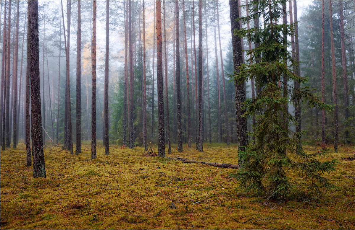 Хвойный лес Беларуси