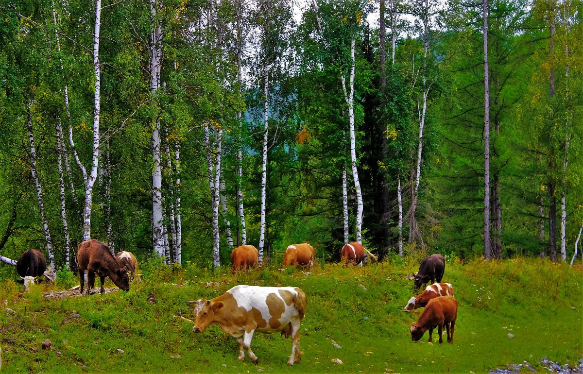 На выпасе - Сергей Чиняев 