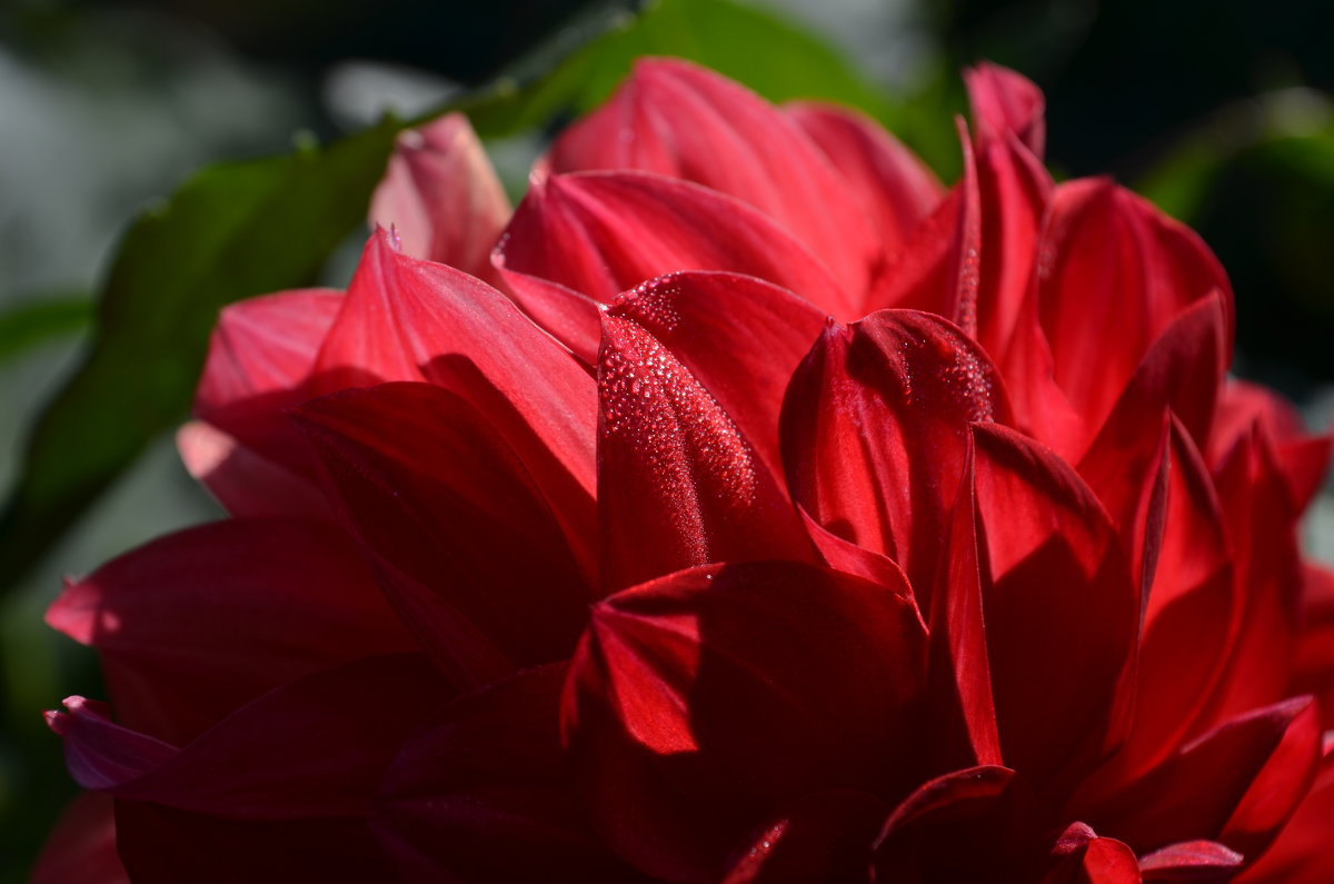 Лепестки цветка георгина на солнце - Сергей Тагиров