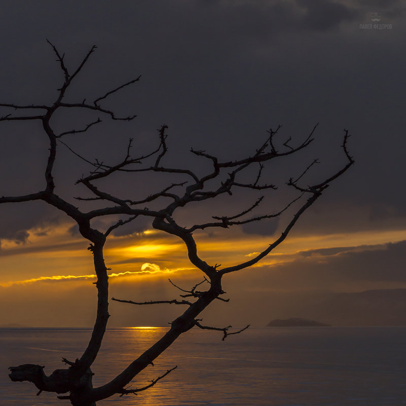 Дерево на суровом берегу острова Ольхон, провожающее день.. - Павел Федоров