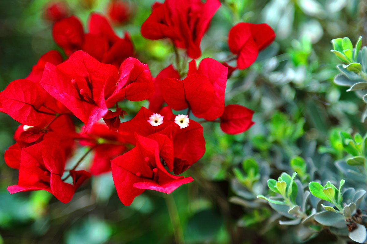 глазастик :-)))   Bougainvillea - ALEX KHAZAN