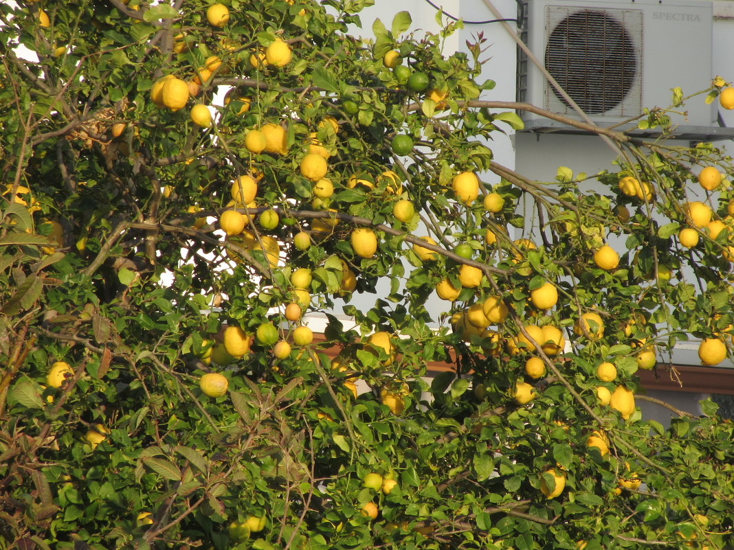 Пора созревания лимонов - Герович Лилия 