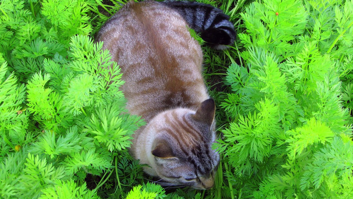 Кот,который любил прятаться на грядке с морковью. - Галина Полина