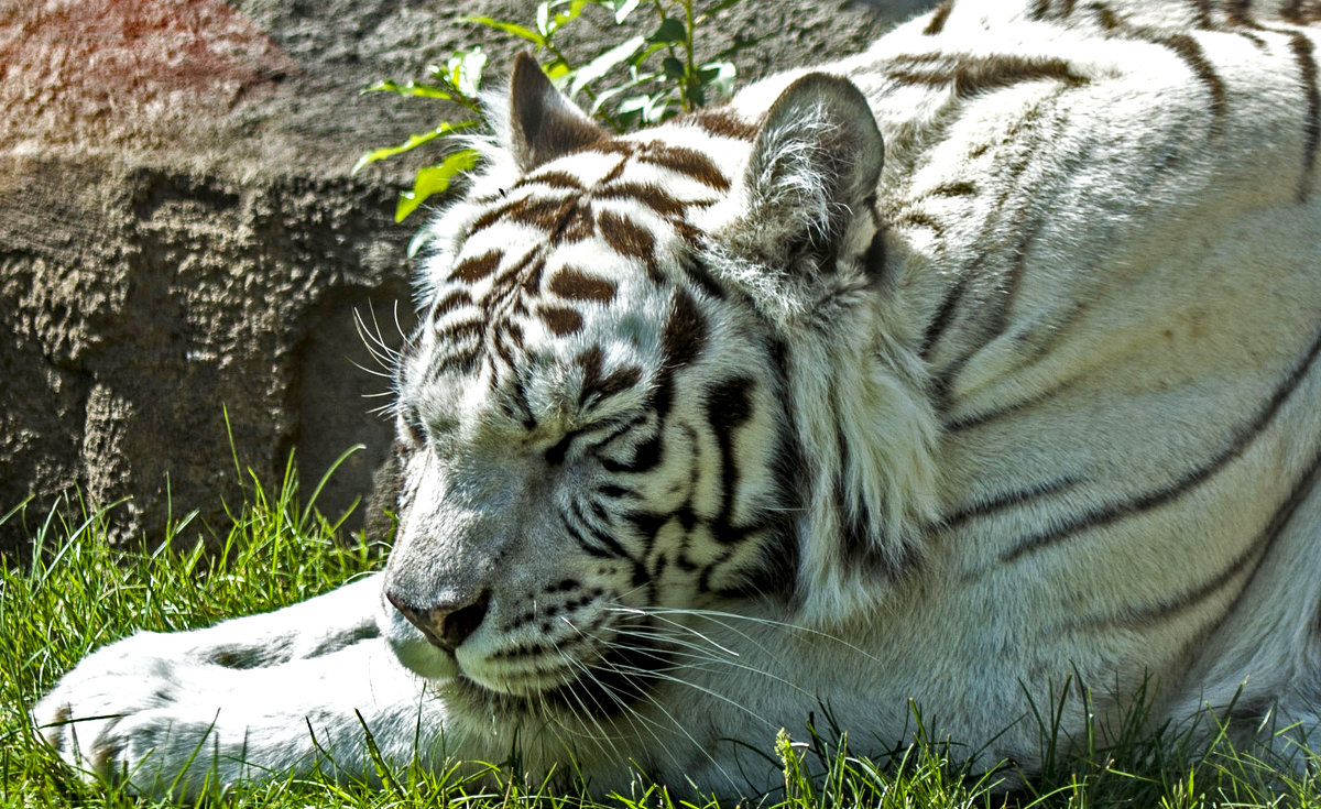 Белый Тигр - Олег Савин