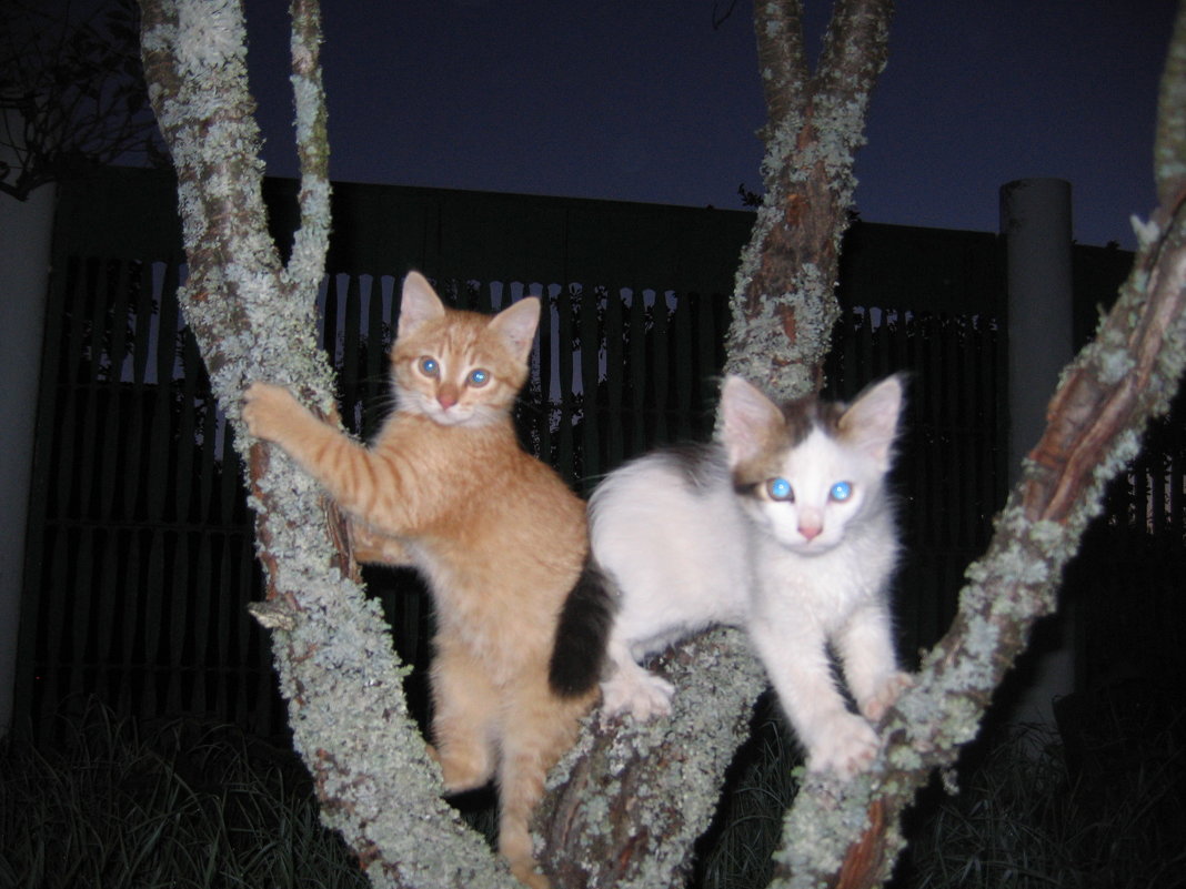 Коты растут на деревьях - Евгений В