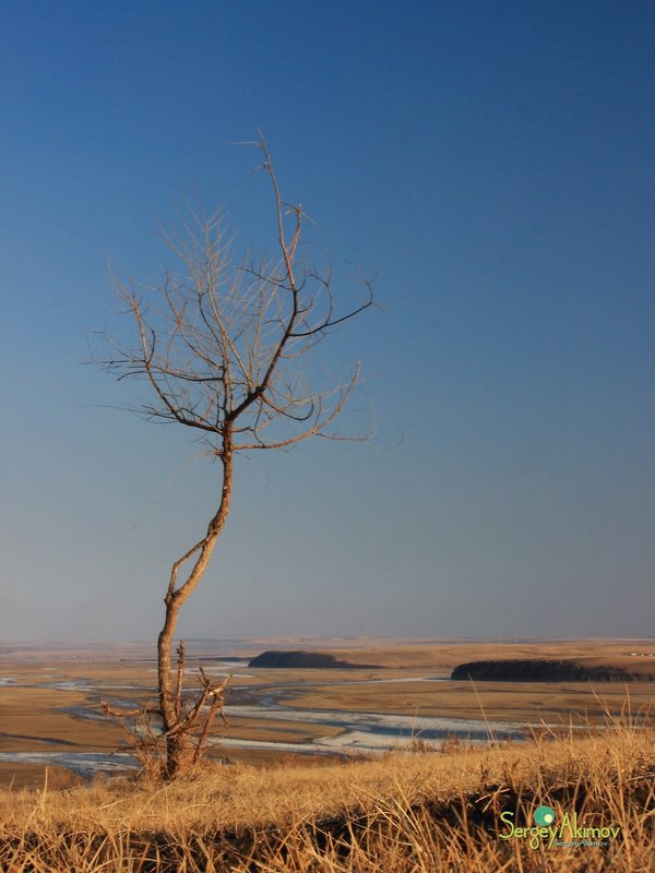 Одинокое дерево - Сергей Акимов