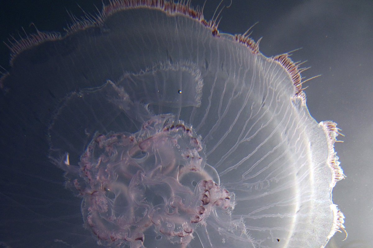 Медуза сквозь солнечный свет - Lukum 