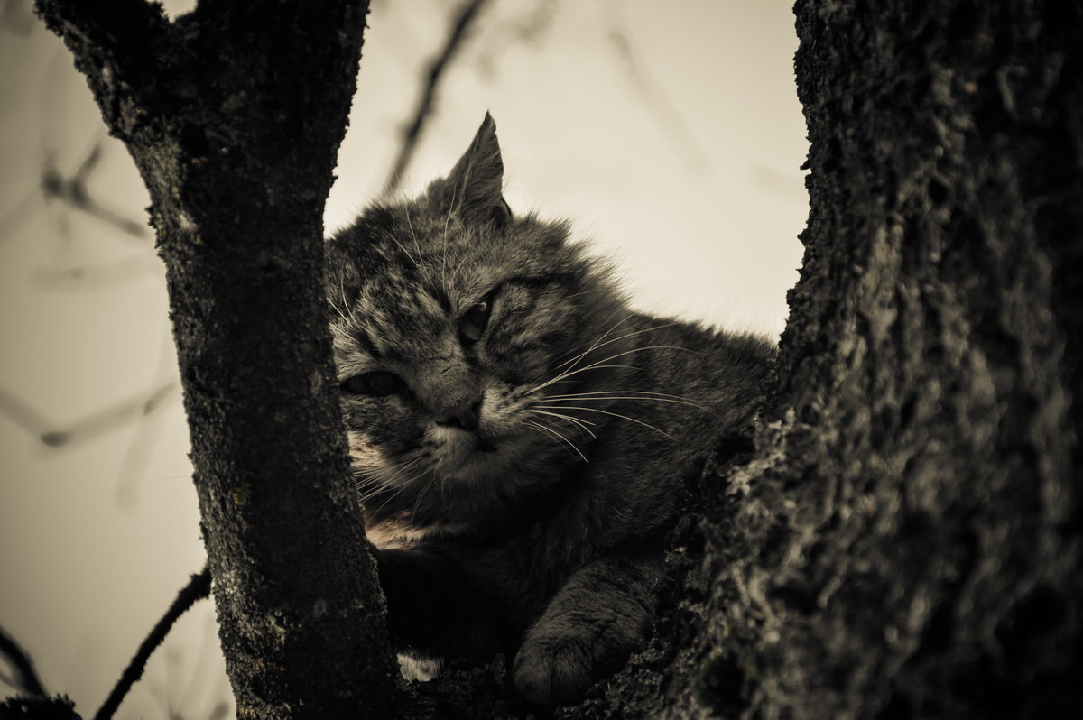 Одинокий кот - Алексей Авраменко