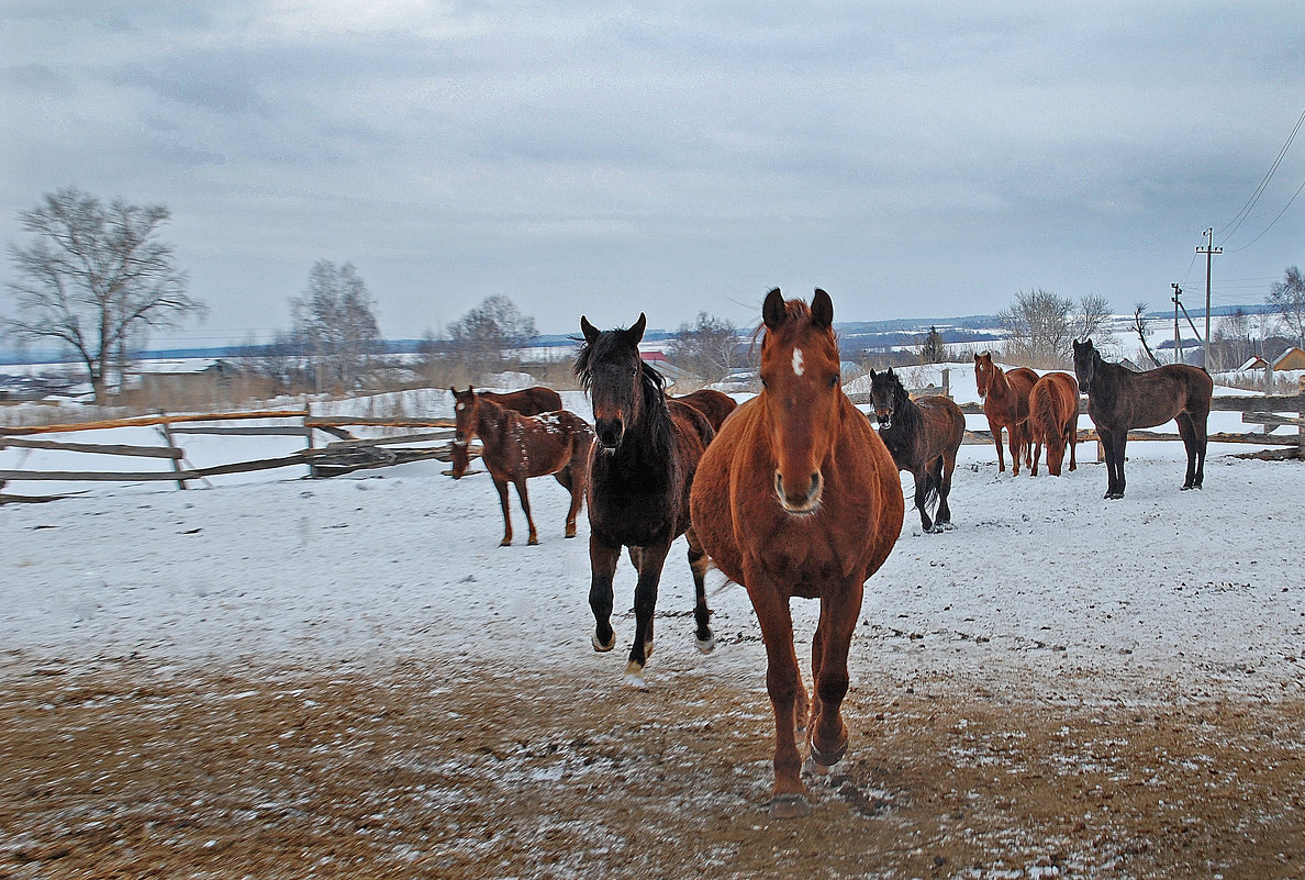 Мои кони, мои скакуны...))) - Владимир Хиль