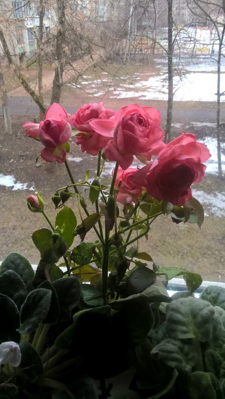 В доме цветы, а за окном март - Елена Семигина