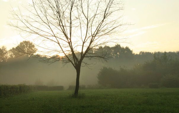 золотой час, дерево в парке на фоне леса в тумане - Влада Павлова