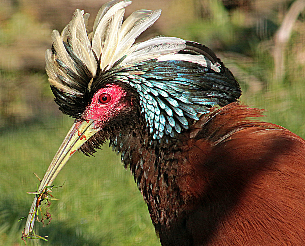 Lophotibis cristata