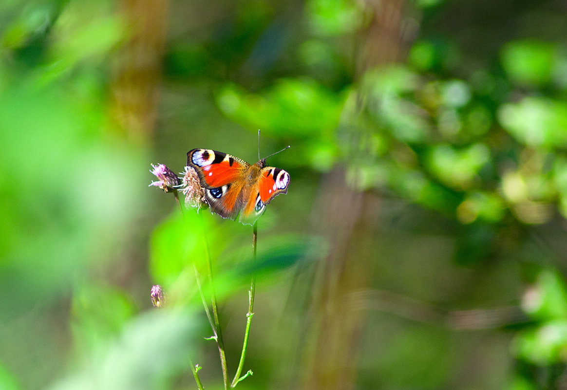 Butterfly - D. Matyushin.