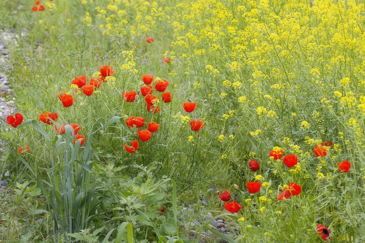 Red & Yello - M Marikfoto