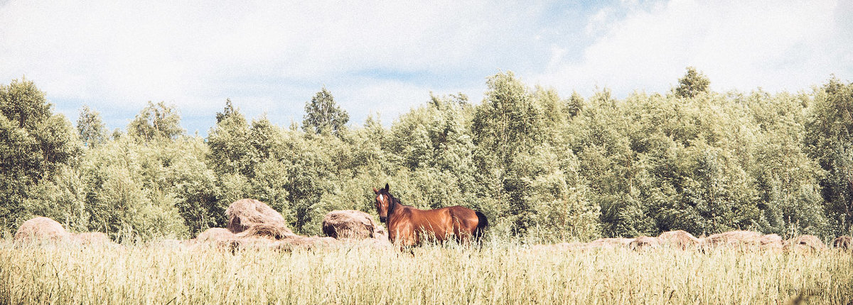 Horse. - Илья В.