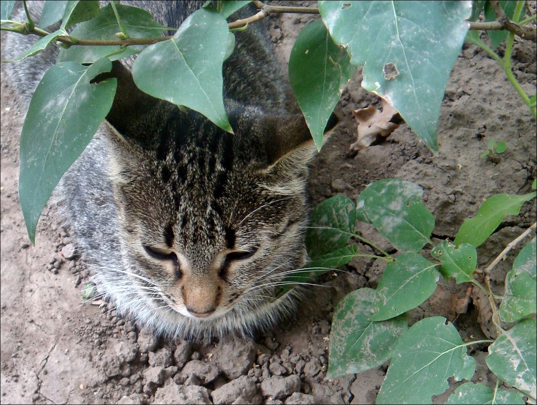 Веду себя тихо, никому не мешаю... - Нина Корешкова