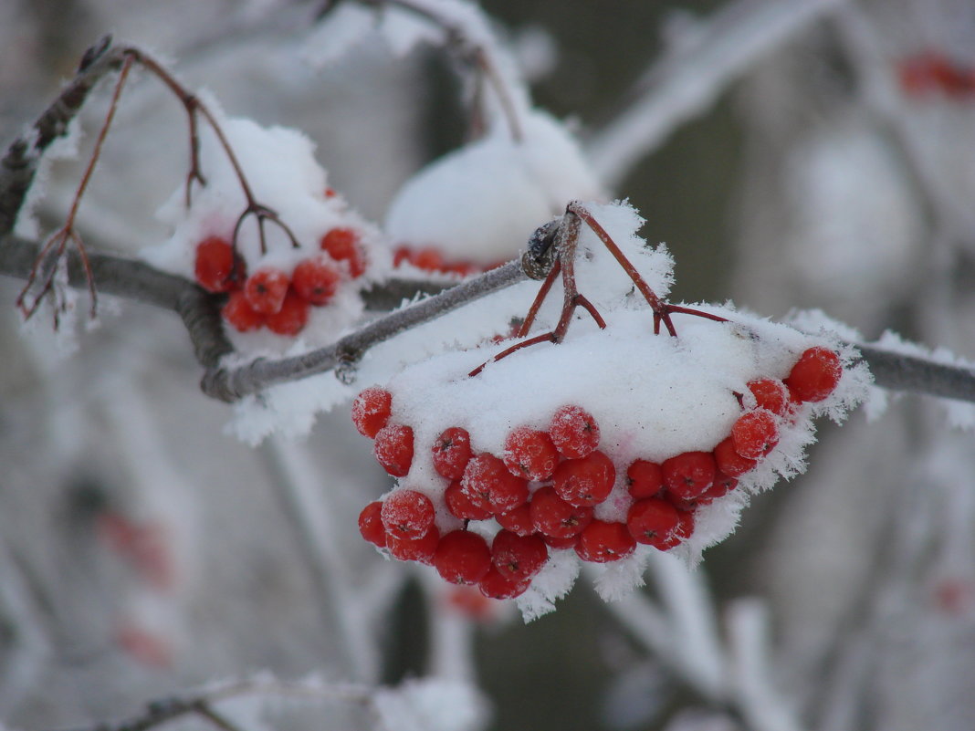 Гроздья рябины покрытые снегом - Сергей Тагиров