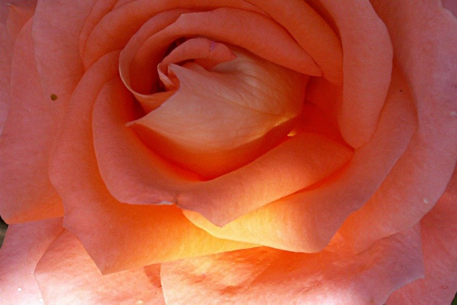 Солнечная роза - Lukum 