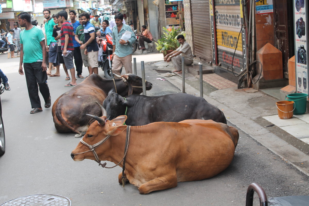 коровы на улицах Мумбаи - maikl falkon 