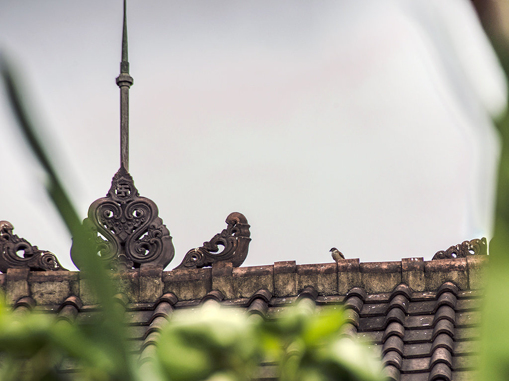 птицы на Бали1 - Alexander Romanov (Roalan Photos)