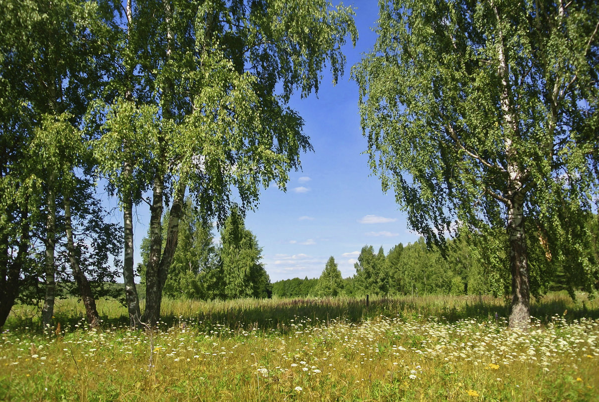 Родные просторы - Алла Кочергина