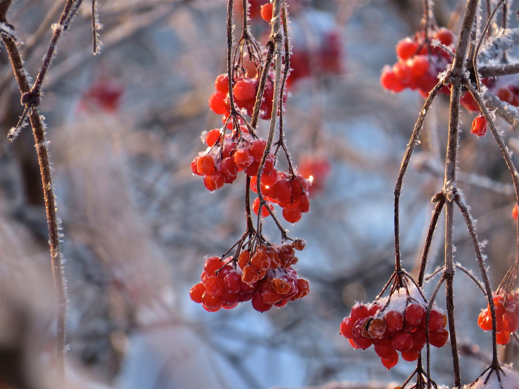 зимняя ягода - НАТАЛЬЯ 