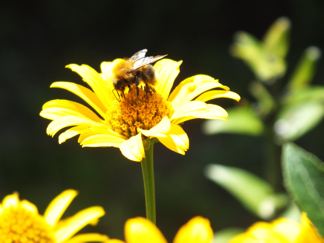 пчелка - prokyl 