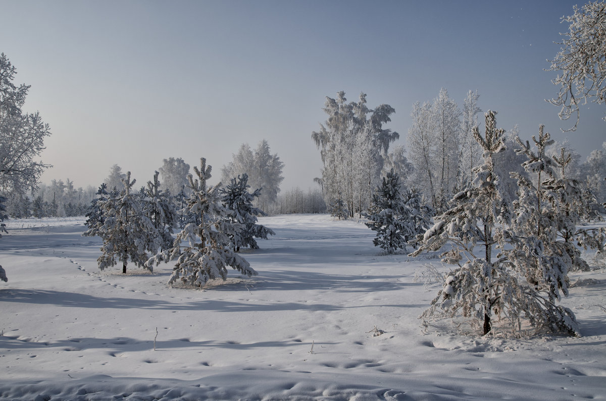Зимний лес - Konstantin S