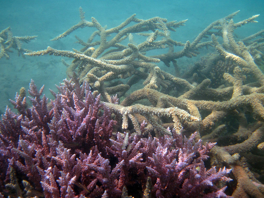 Кораллы - Lukum 