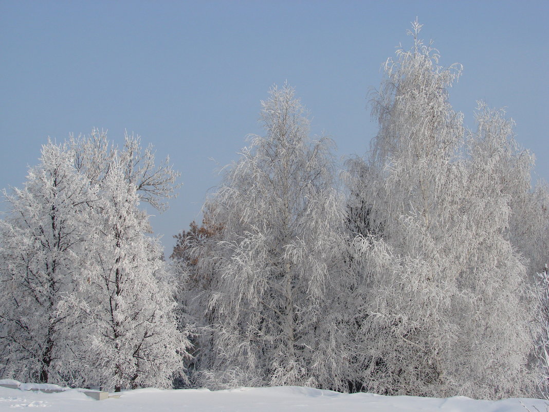 Деревья в зимнем парке - Сергей Тагиров