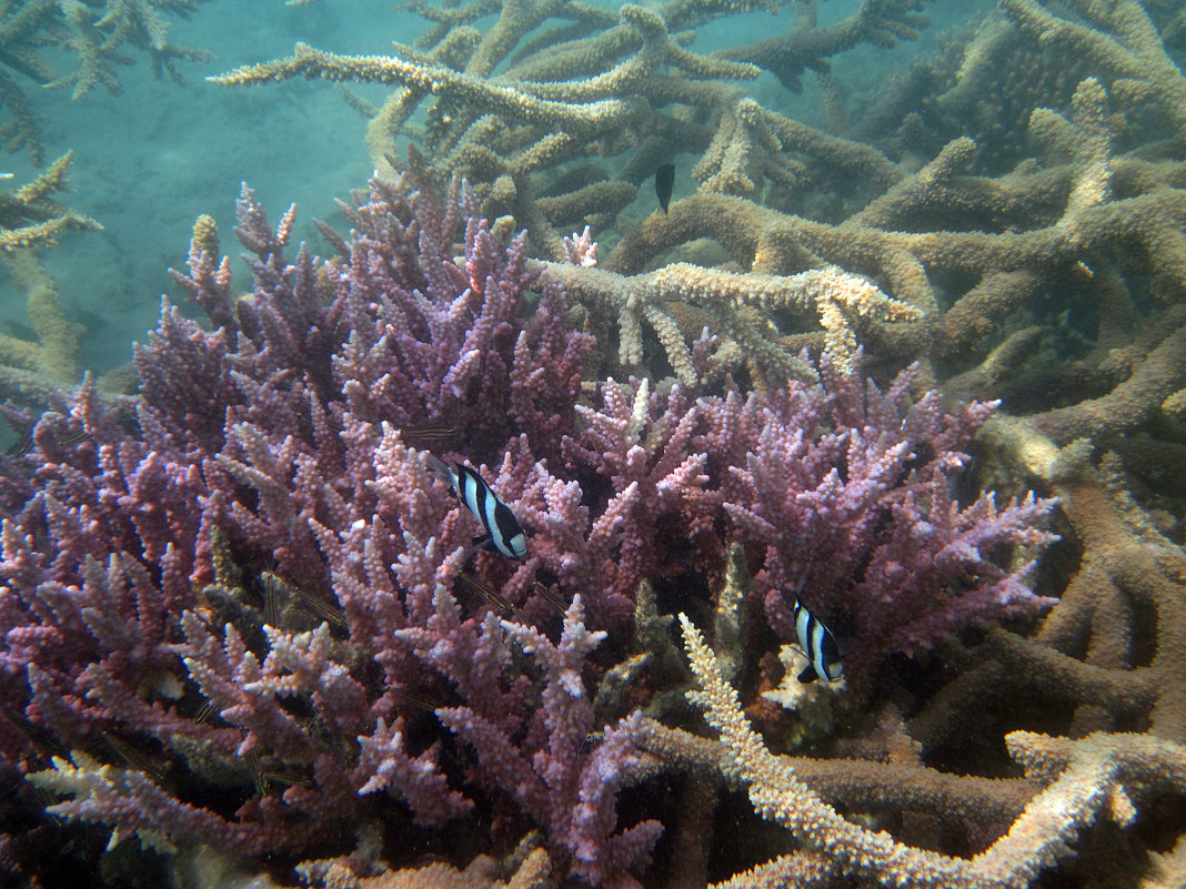 Кораллы - Lukum 