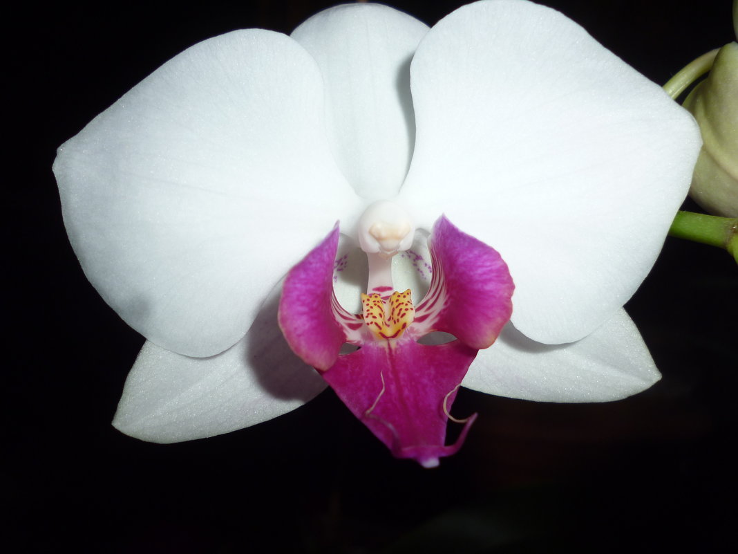 Орхидея в ночи - Дарья Совушкина