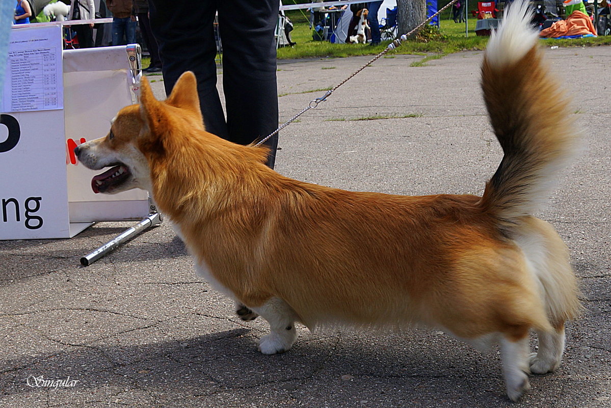 DogShow. Зарисовки. - Tatiana Golubinskaia