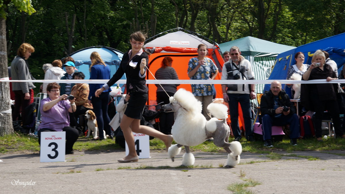 DogShow. Зарисовки. - Tatiana Golubinskaia