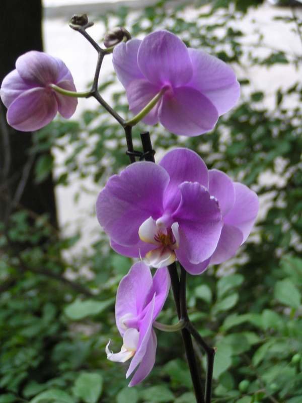 Капризная красавица орхидея - Михаил Андреев
