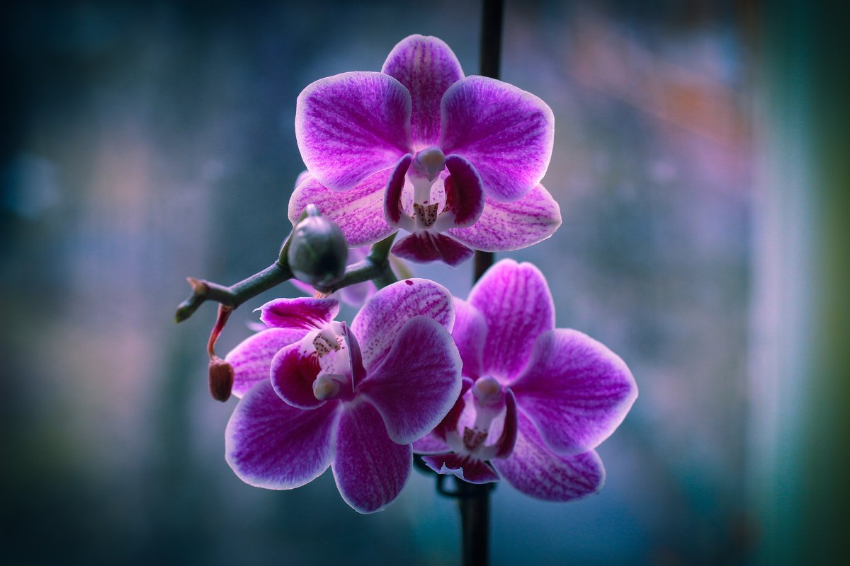 Орхидея - Николай П