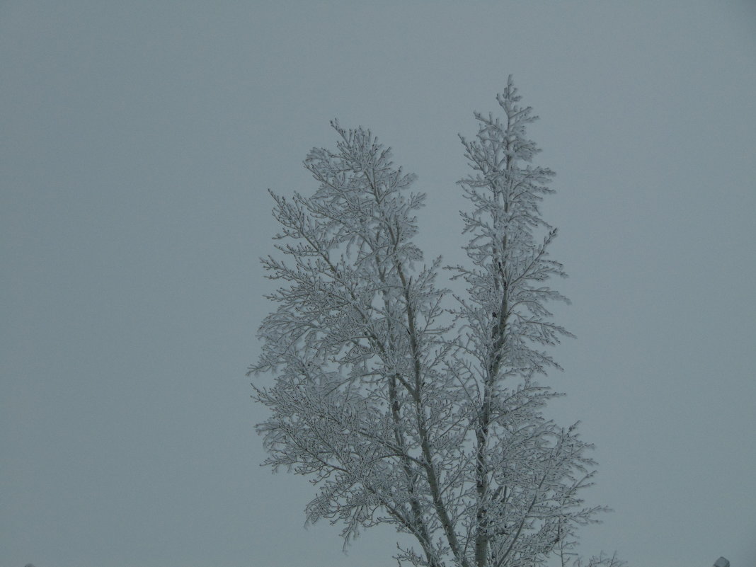 Зимнее дерево - Марионэлла Сигнаевская