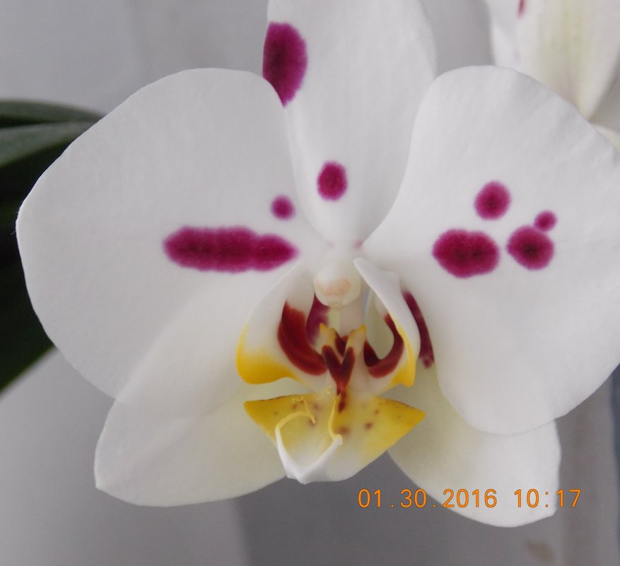 орхидея - Anastasiay 