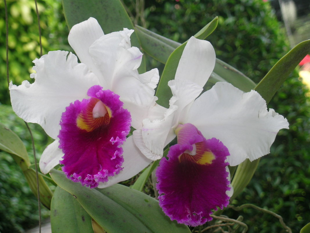 Орхидея Каттлея. - Антонина 