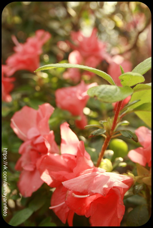 Цветы Ботанического сада - Анна Янн