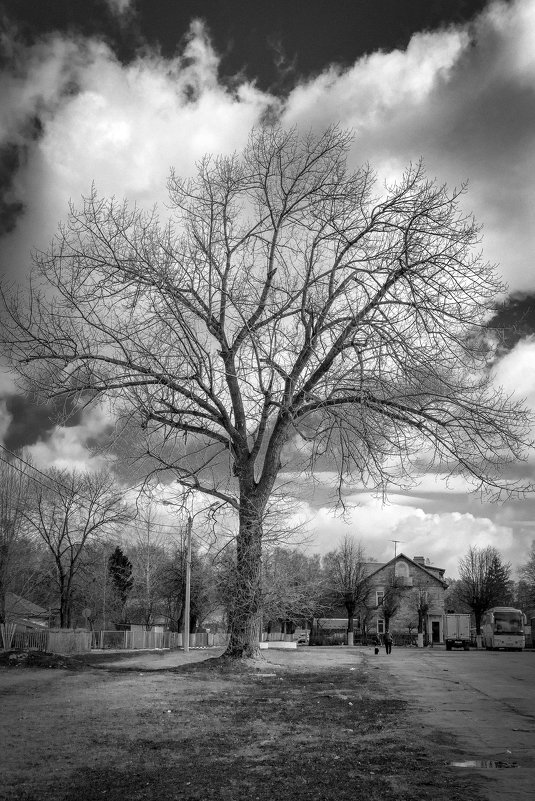Одинокое дерево 3 - Viacheslav 