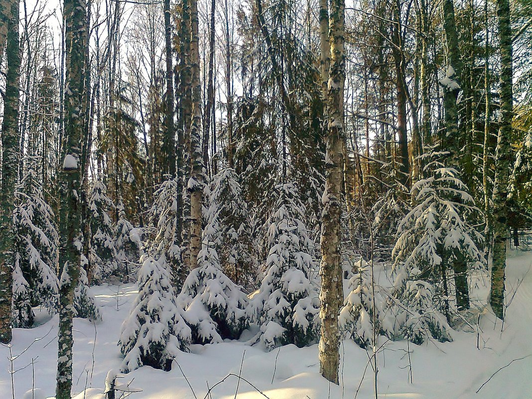 Зимой в лесу. - Галина .