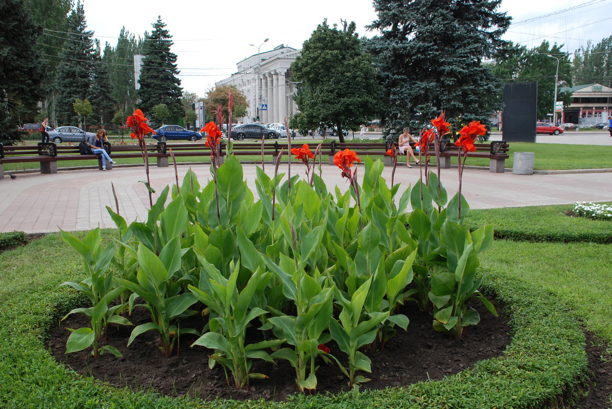 Клумбы Ставрополя