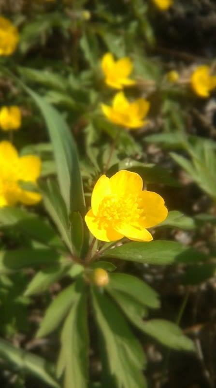 Yellow flower - Ntalia Grey