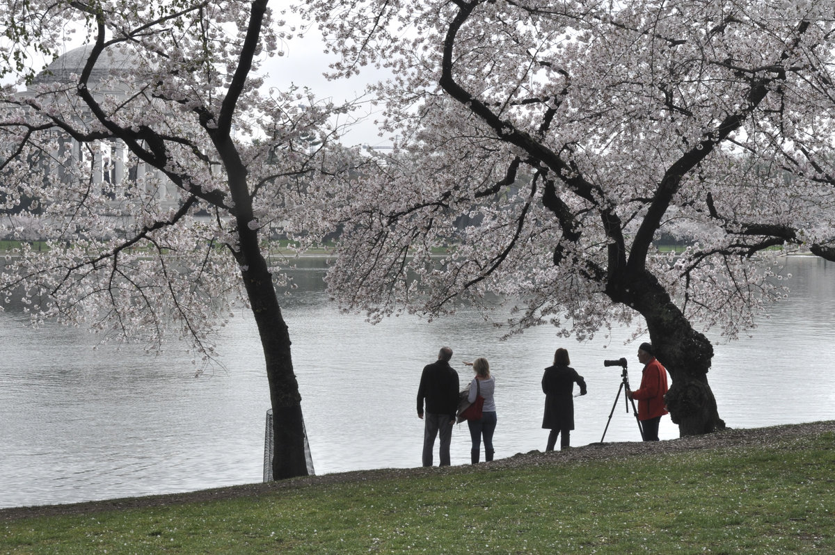 Cherry blossom in DC (6) - Юрий Матвеев