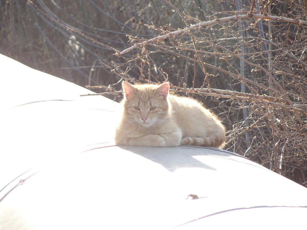 солнечная кошка - kate grayeyed