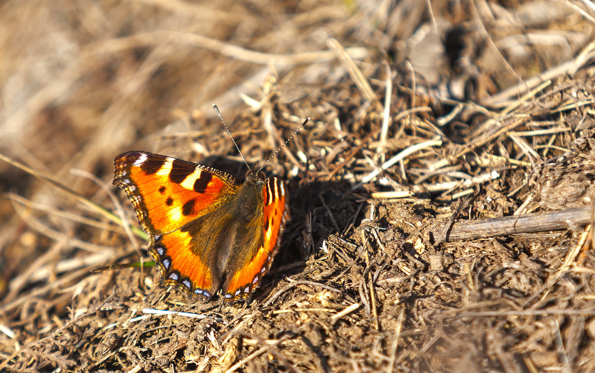 Первые бабочки этой весны - Анатолий Иргл